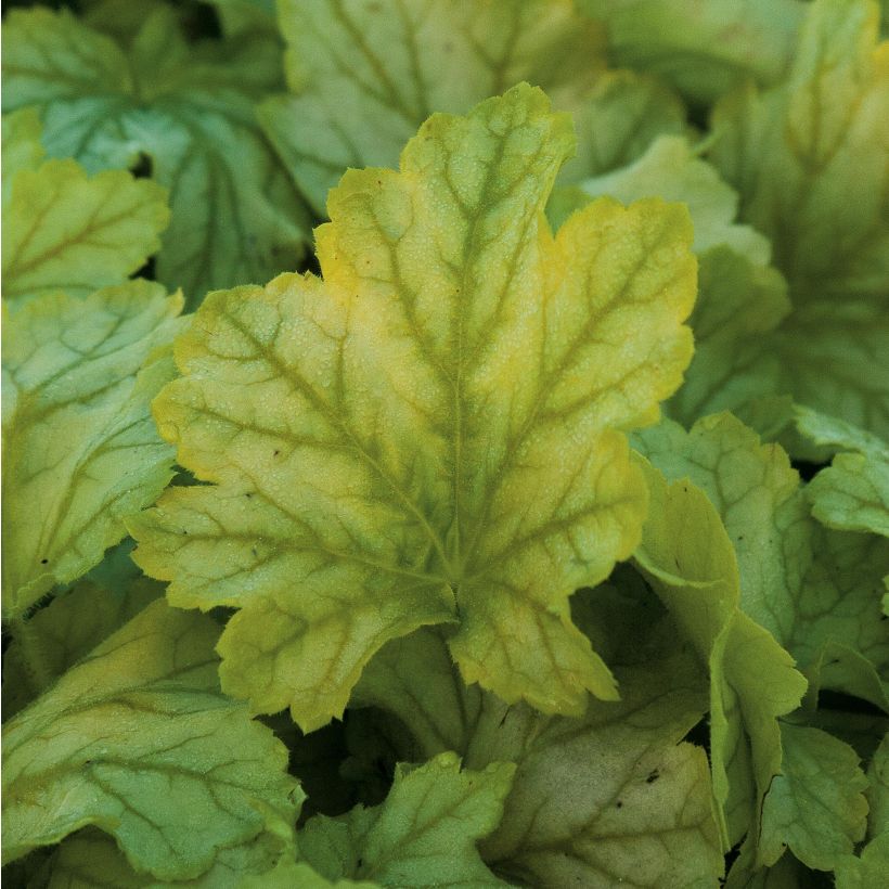 Heuchera Mint Julep - Purpurglöckchen (Foliage)