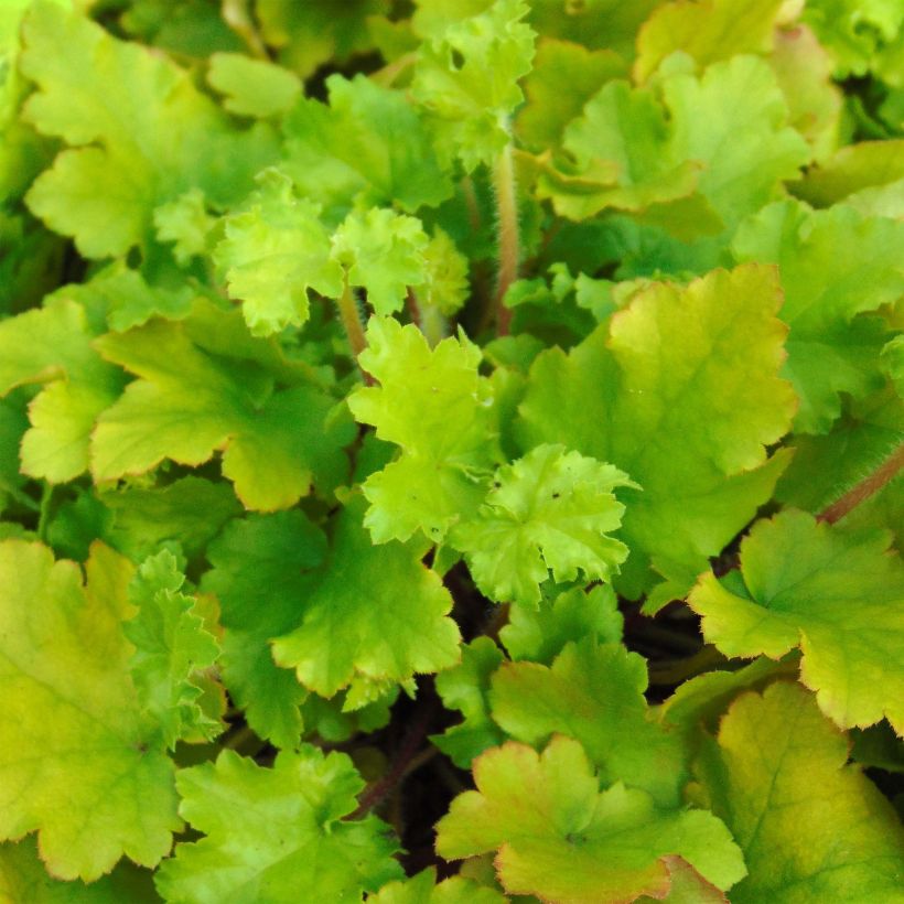 Heuchera Lime Marmalade - Purpurglöckchen (Foliage)
