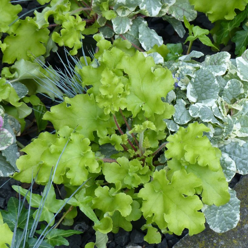 Heuchera Lime Marmalade - Purpurglöckchen (Plant habit)