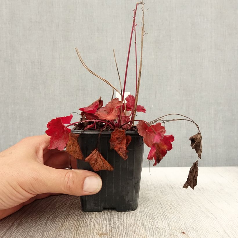 Example of Heuchera Little Cutie Blondie - Purpurglöckchen Kleine Töpfe von 8/9 cm as you get in automne