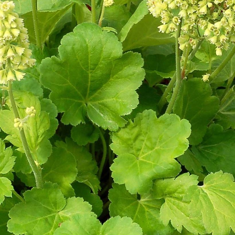 Heuchera Little Cutie Blondie in Lime - Purpurglöckchen (Foliage)