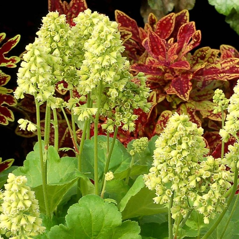 Heuchera Little Cutie Blondie in Lime - Purpurglöckchen (Flowering)