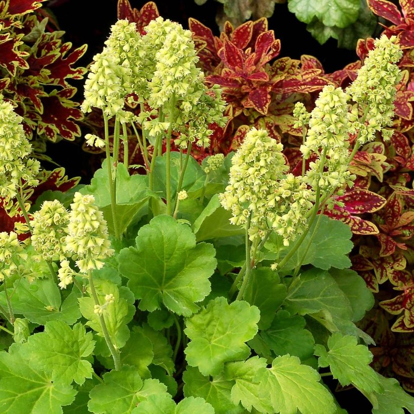 Heuchera Little Cutie Blondie in Lime - Purpurglöckchen (Plant habit)