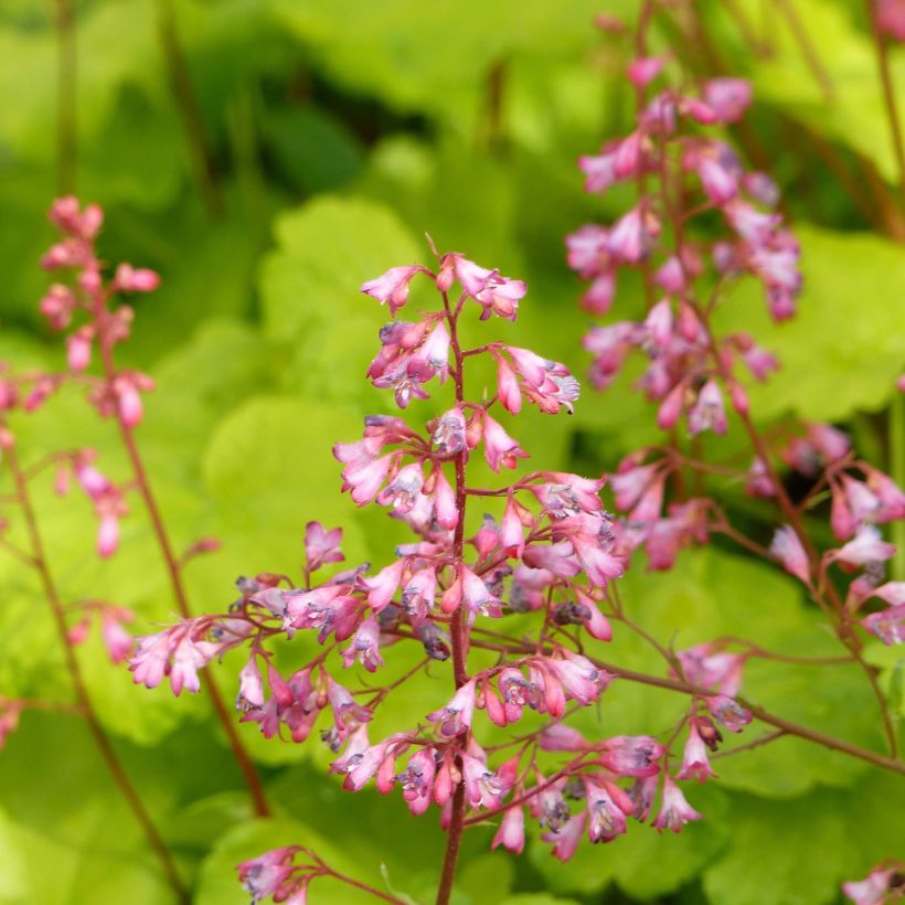 Heuchera Little Cuties Sweet Tart - Purpurglöckchen (Flowering)