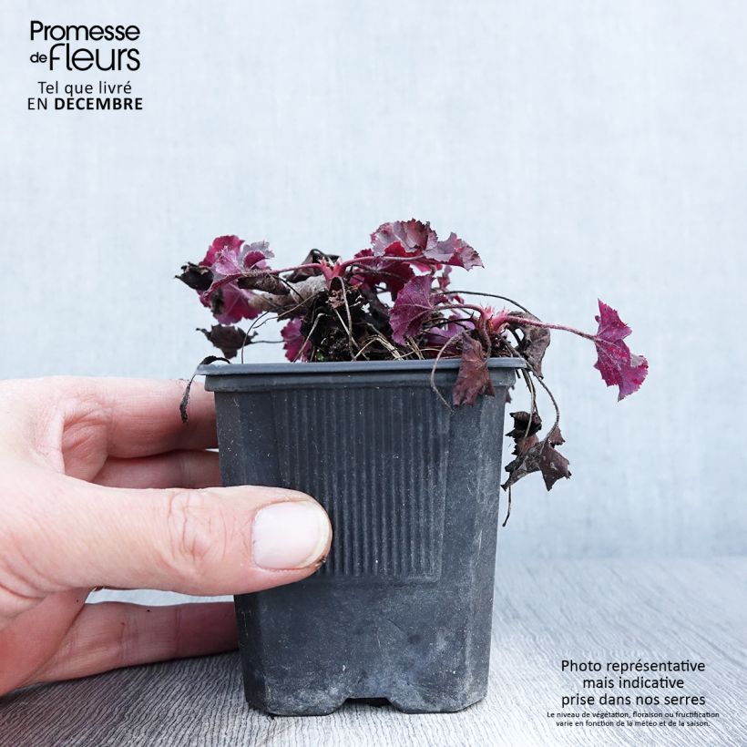 Example of Heuchera micrantha Cappuccino - Purpurglöckchen Kleine Töpfe von 8/9 cm as you get in automne