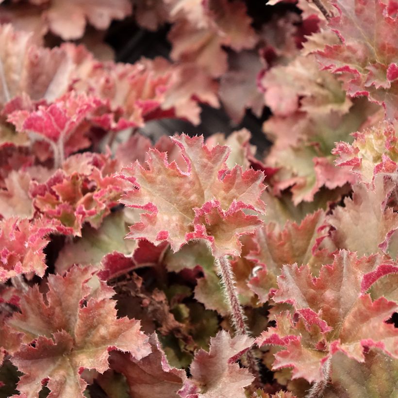Heuchera micrantha Cappuccino - Purpurglöckchen (Foliage)