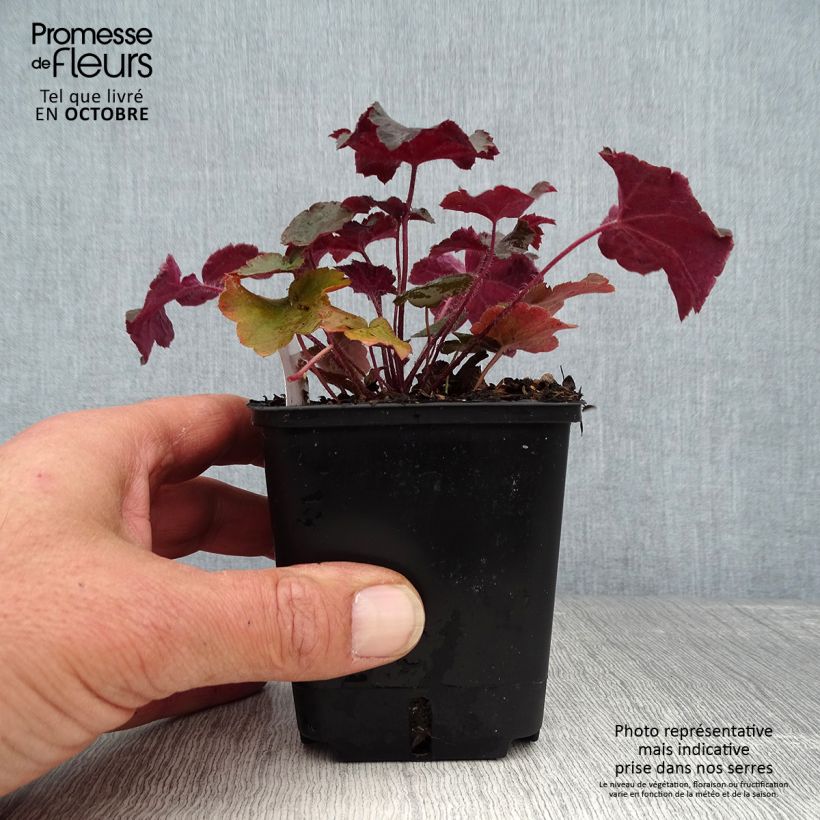Example of Heuchera micrantha var.diversifolia Palace Purple - Purpurglöckchen Kleine Töpfe von 7/8 cm as you get in automne