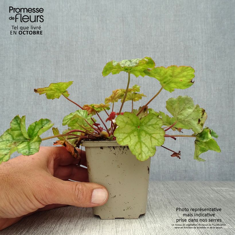 Example of Heuchera Mint Frost - Purpurglöckchen Kleine Töpfe von 8/9 cm as you get in automne