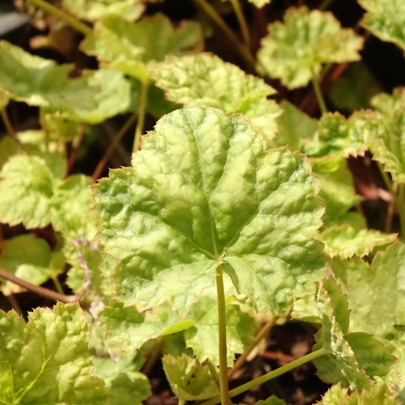 Heuchera Mint Frost - Purpurglöckchen (Foliage)