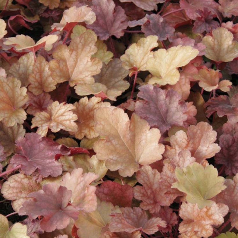 Heuchera Peach flambé - Purpurglöckchen (Foliage)