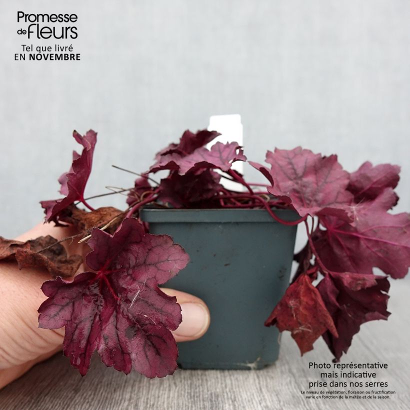 Example of Heuchera Pink Panther - Purpurglöckchen Kleine Töpfe von 8/9 cm as you get in automne