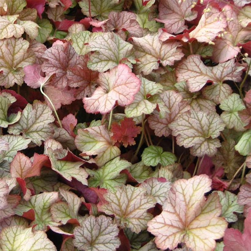 Heuchera Pinot Gris - Purpurglöckchen (Foliage)