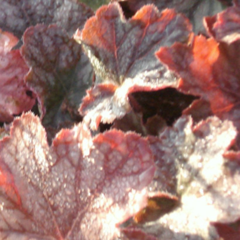 Heuchera Pinot Noir - Purpurglöckchen (Foliage)