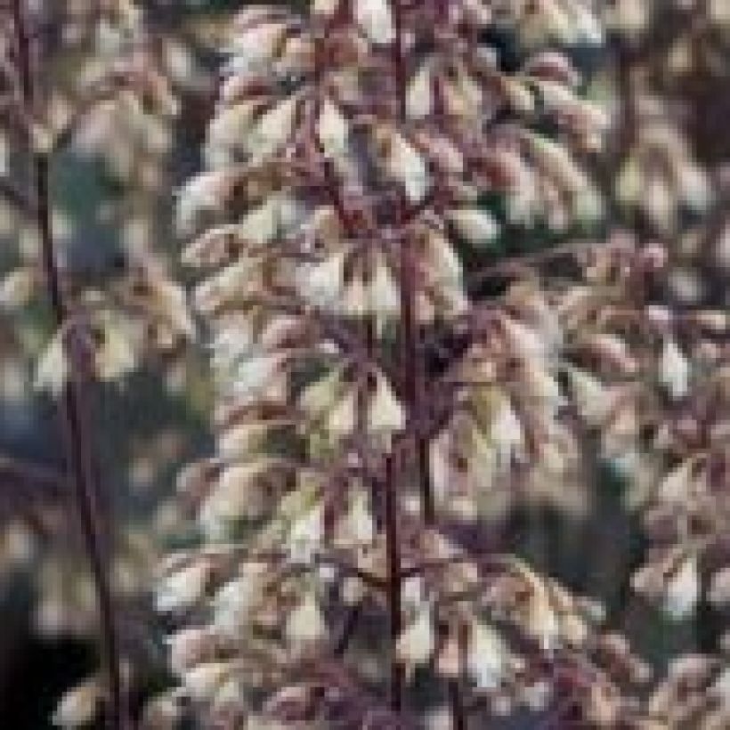 Heuchera Pinot Noir - Purpurglöckchen (Flowering)