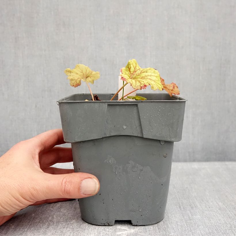 Exemplar von Heuchera Red Lightning - Purpurglöckchen Topf mit 1,5L/2L wie im Herbst geliefert