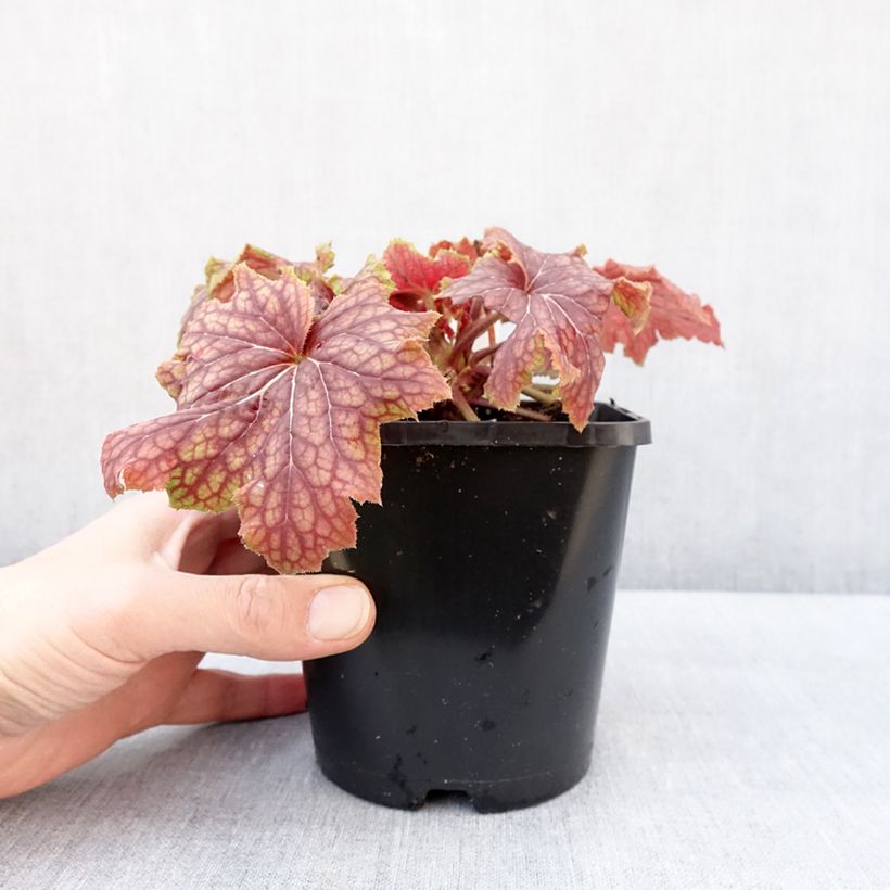 Example of Heuchera Red Lightning - Purpurglöckchen Topf mit 1,5L/2L as you get in hiver