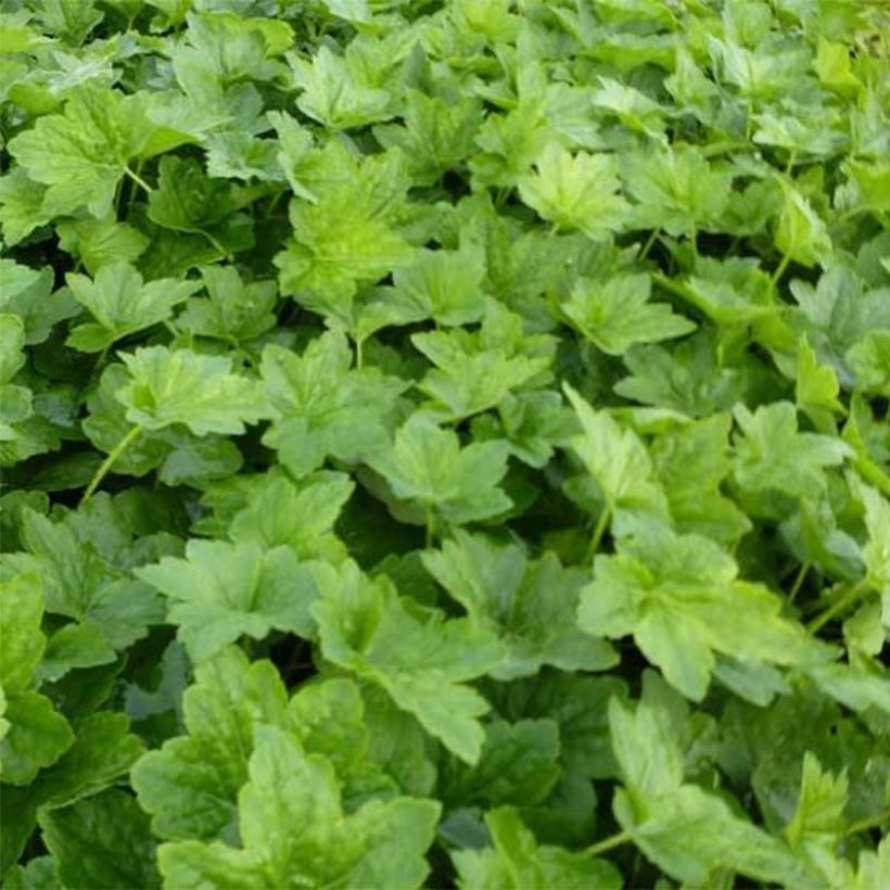Heuchera Chantilly - Purpurglöckchen (Foliage)