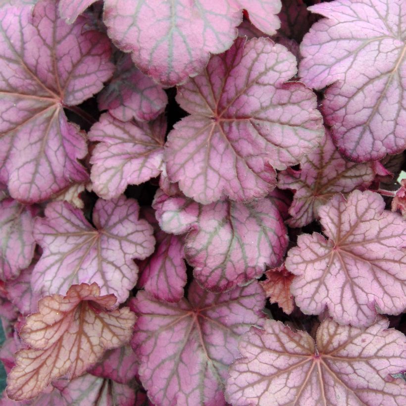 Heuchera Wild Rose - Purpurglöckchen (Foliage)