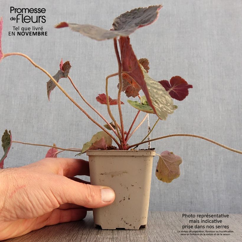 Example of Heuchera XXL - Purpurglöckchen Kleine Töpfe von 8/9 cm as you get in automne