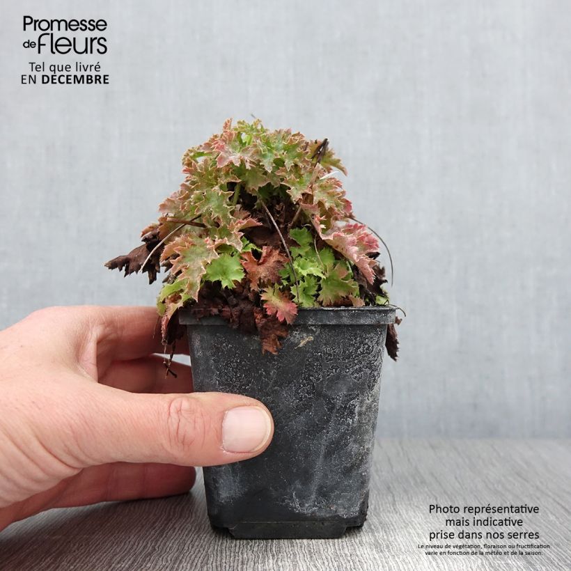 Example of Heuchera Apple Crisp - Purpurglöckchen Kleine Töpfe von 8/9 cm as you get in automne