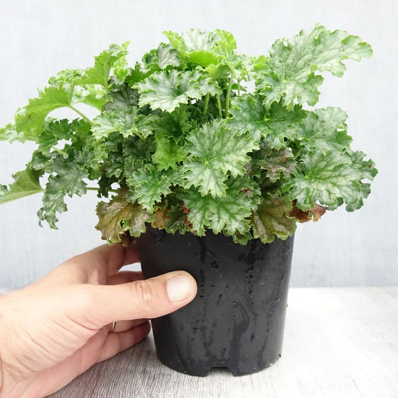 Exemplar von Heuchera Apple Crisp - Purpurglöckchen Topf mit 1L/1,5L wie im Sommer geliefert
