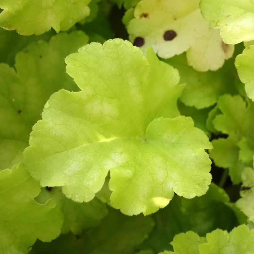 Heuchera Apple Twist - Purpurglöckchen (Foliage)
