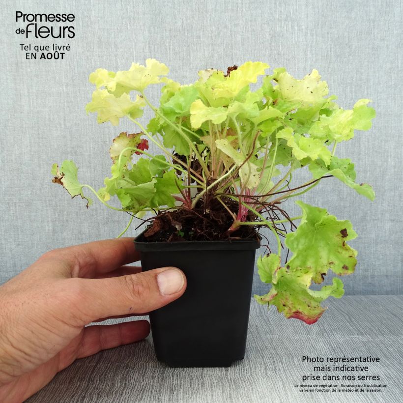 Exemplar von Heuchera Apple Twist - Purpurglöckchen Kleine Töpfe von 8/9 cm wie im Sommer geliefert