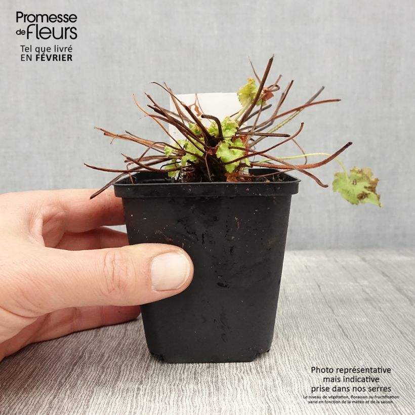 Exemplar von Heuchera Apple Twist - Purpurglöckchen Kleine Töpfe von 8/9 cm wie im Winter geliefert