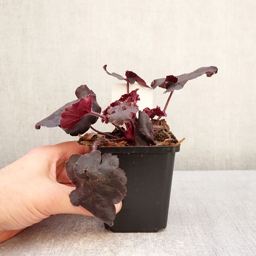 Exemplar von Heuchera Black Forest Cake - Purpurglöckchen Kleine Töpfe von 8/9 cm wie im Winter geliefert