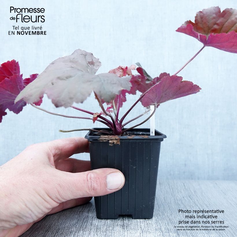 Example of Heuchera Bloody Dinosaur - Purpurglöckchen Kleine Töpfe von 8/9 cm as you get in automne