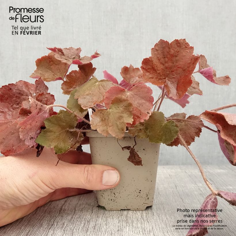 Exemplar von Heuchera Brownies - Purpurglöckchen Kleine Töpfe von 8/9 cm wie im Winter geliefert