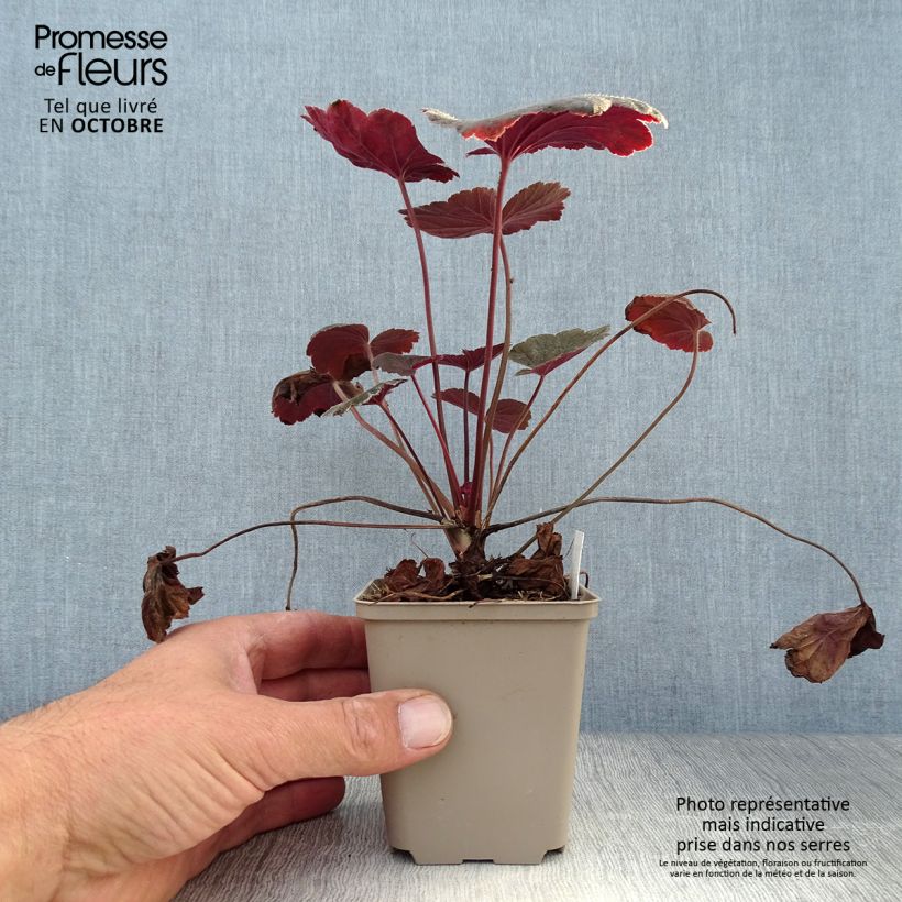 Example of Purpurglöckchen Dark Magic as you get in automne