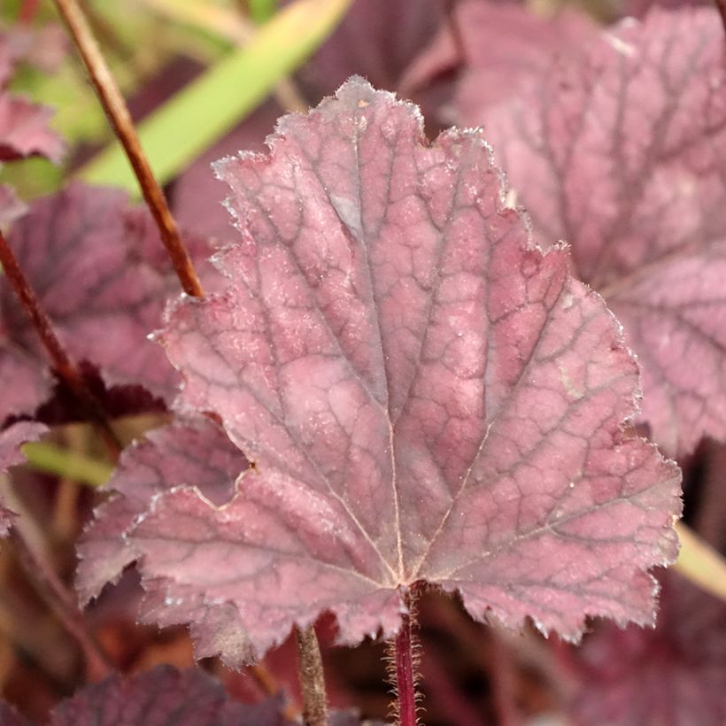 Heuchera Frosted Violet - Purpurglöckchen (Foliage)