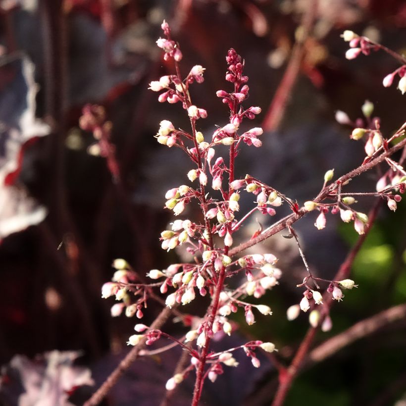 Heuchera Frosted Violet - Purpurglöckchen (Flowering)