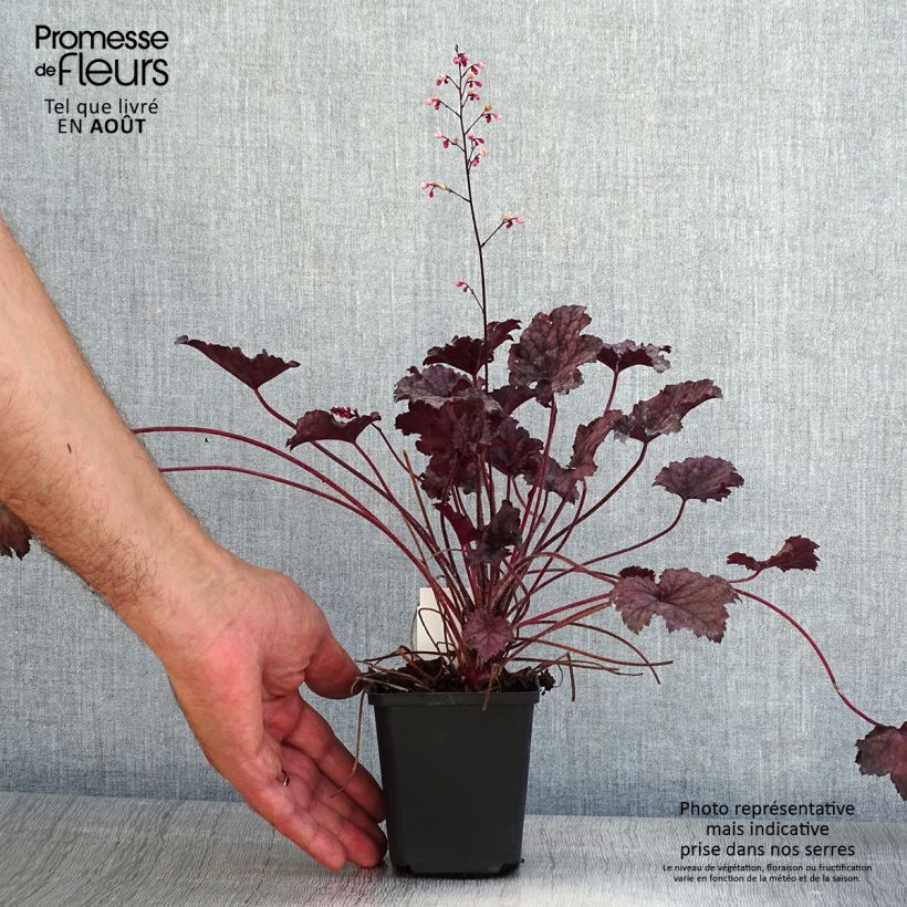 Exemplar von Heuchera Frosted Violet - Purpurglöckchen Kleine Töpfe von 8/9 cm wie im Sommer geliefert