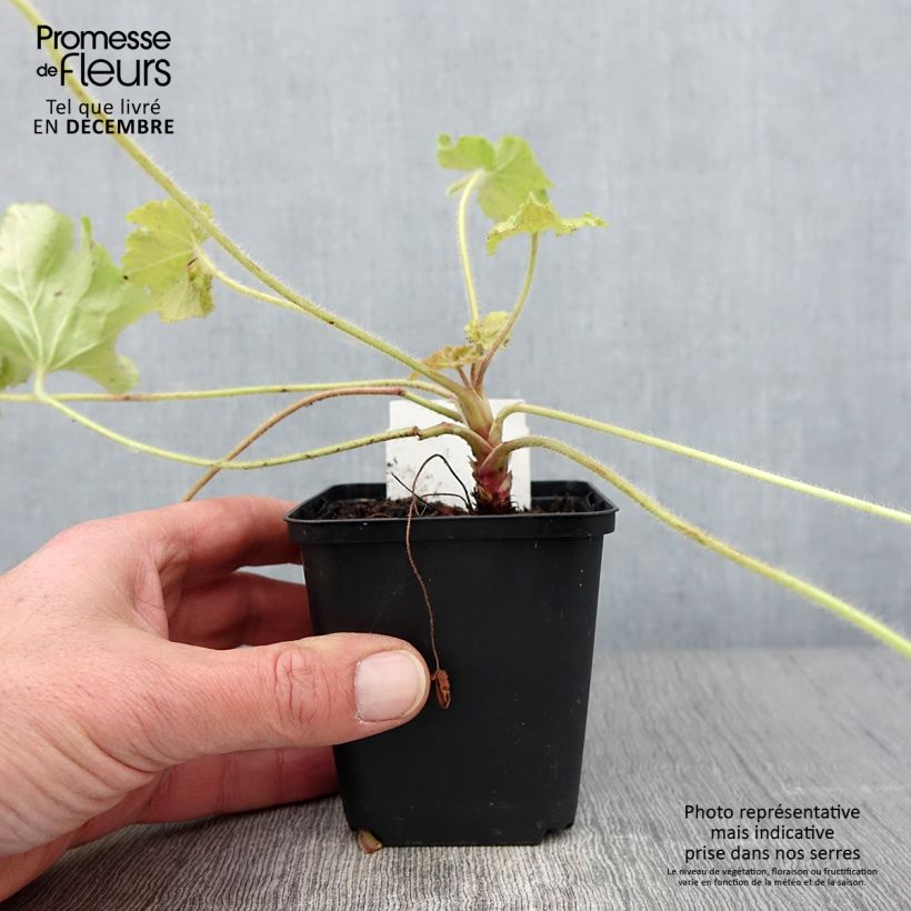 Example of Heuchera Guacamole - Purpurglöckchen Kleine Töpfe von 8/9 cm as you get in automne