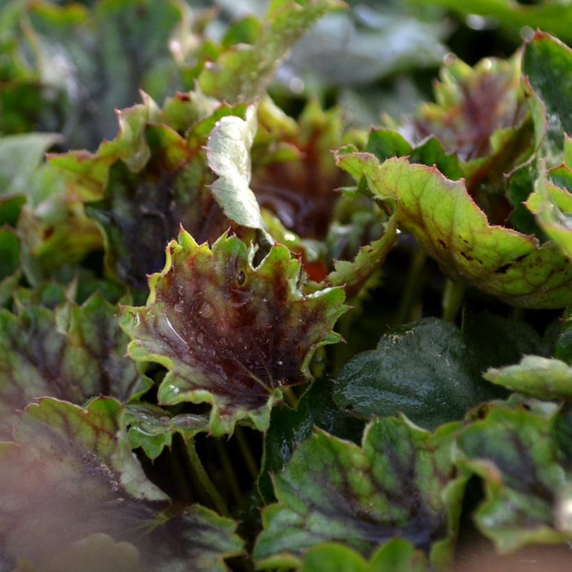 Heuchera americana Birkin - Purpurglöckchen (Foliage)