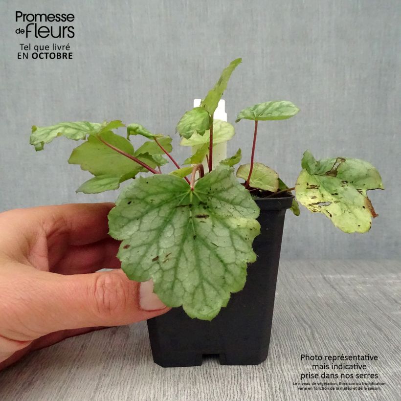 Example of Heuchera americana Dale s Strain - Purpurglöckchen Kleine Töpfe von 8/9 cm as you get in automne