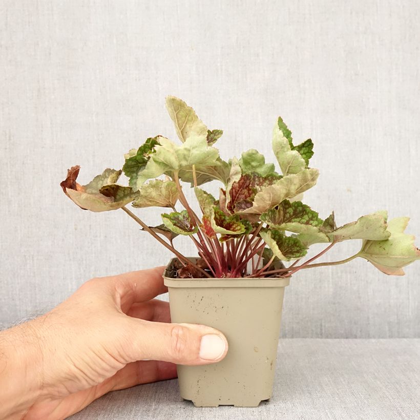 Exemplar von Heuchera Beauty Colour - Purpurglöckchen Kleine Töpfe von 8/9 cm wie im Herbst geliefert