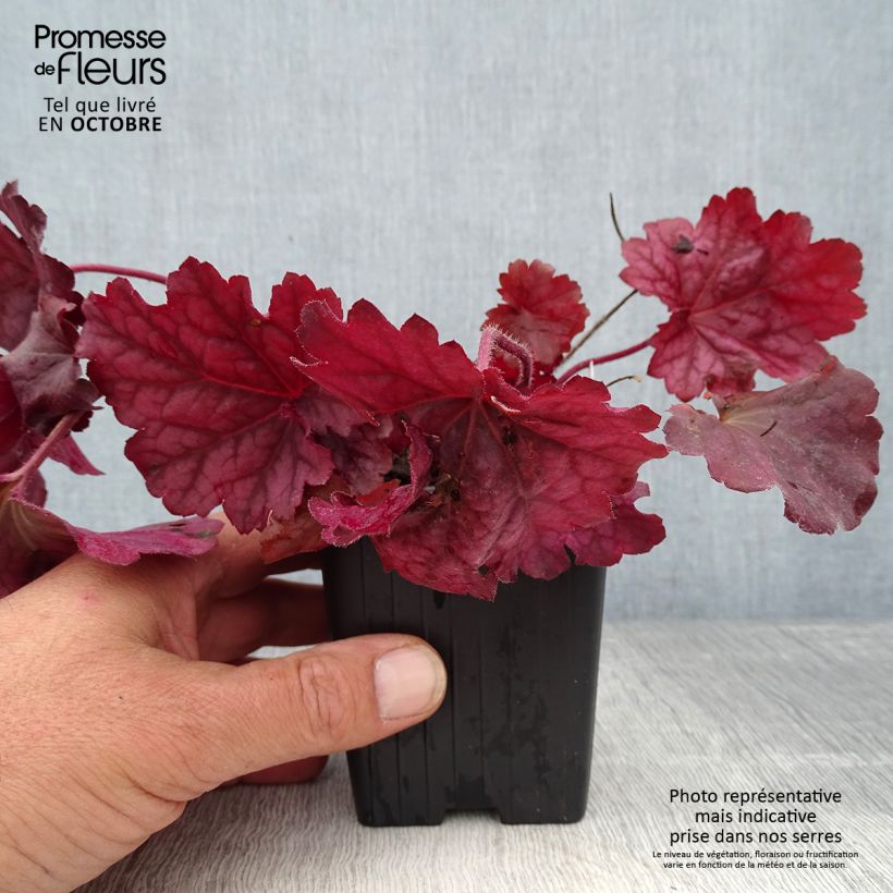 Example of Heuchera Berry Smoothie - Purpurglöckchen Kleine Töpfe von 8/9 cm as you get in automne
