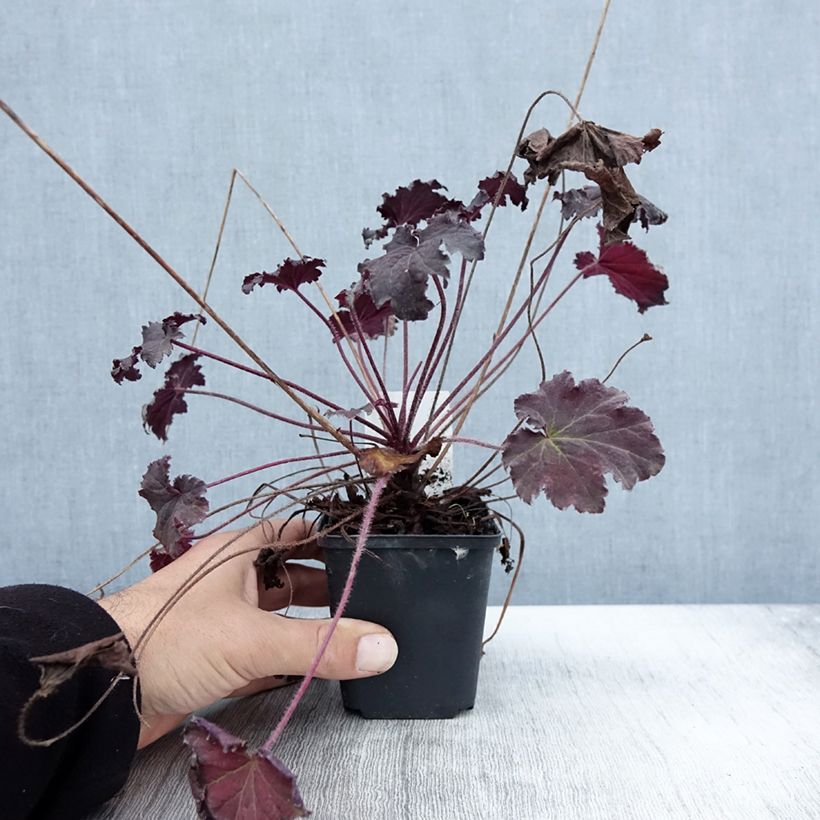 Example of Heuchera Binoche - Purpurglöckchen Kleine Töpfe von 8/9 cm as you get in automne