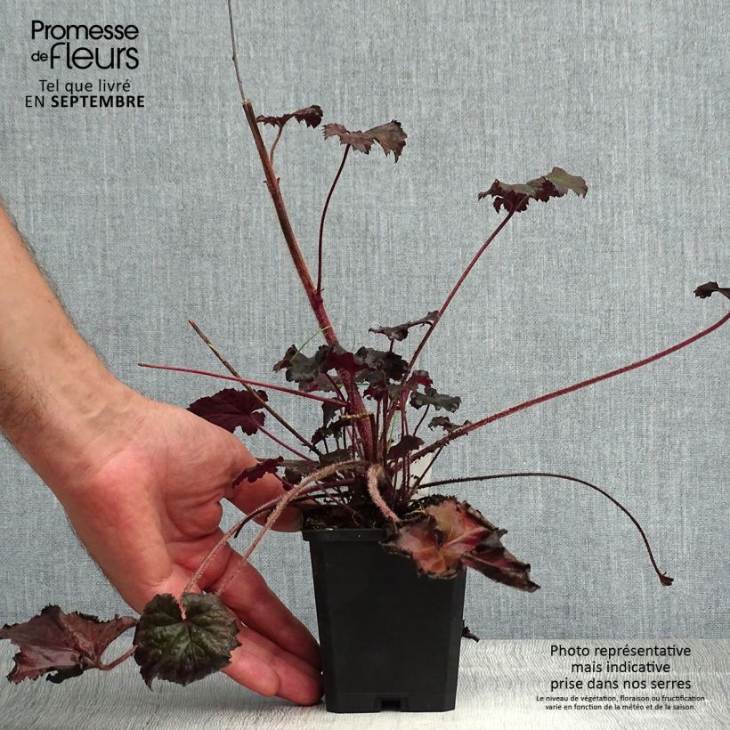 Exemplar von Heuchera Binoche - Purpurglöckchen Kleine Töpfe von 8/9 cm wie im Sommer geliefert