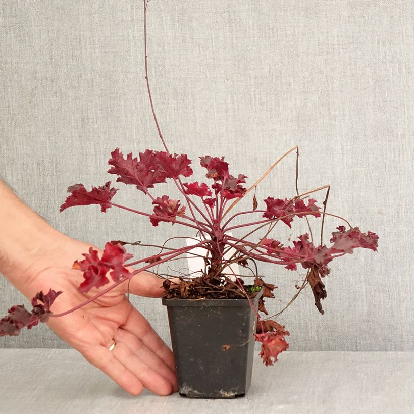 Exemplar von Heuchera Black Beauty - Purpurglöckchen Kleine Töpfe von 8/9 cm wie im Herbst geliefert