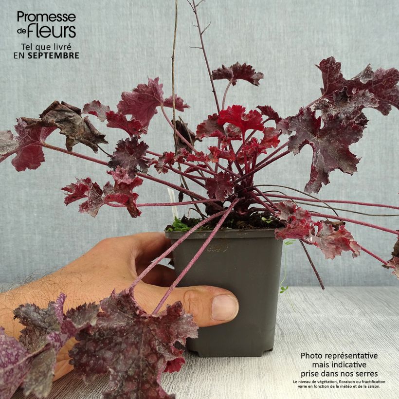 Example of Heuchera Black Beauty - Purpurglöckchen Kleine Töpfe von 8/9 cm as you get in ete