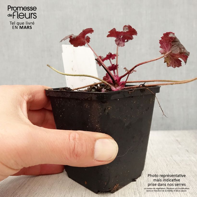 Exemplar von Heuchera Black Pearl - Purpurglöckchen Kleine Töpfe von 8/9 cm wie im Frühjahr geliefert