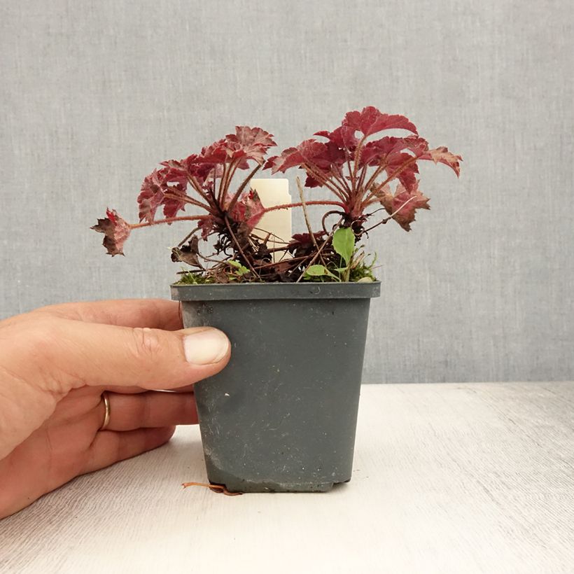 Exemplar von Heuchera Blackout - Purpurglöckchen Kleine Töpfe von 8/9 cm wie im Sommer geliefert