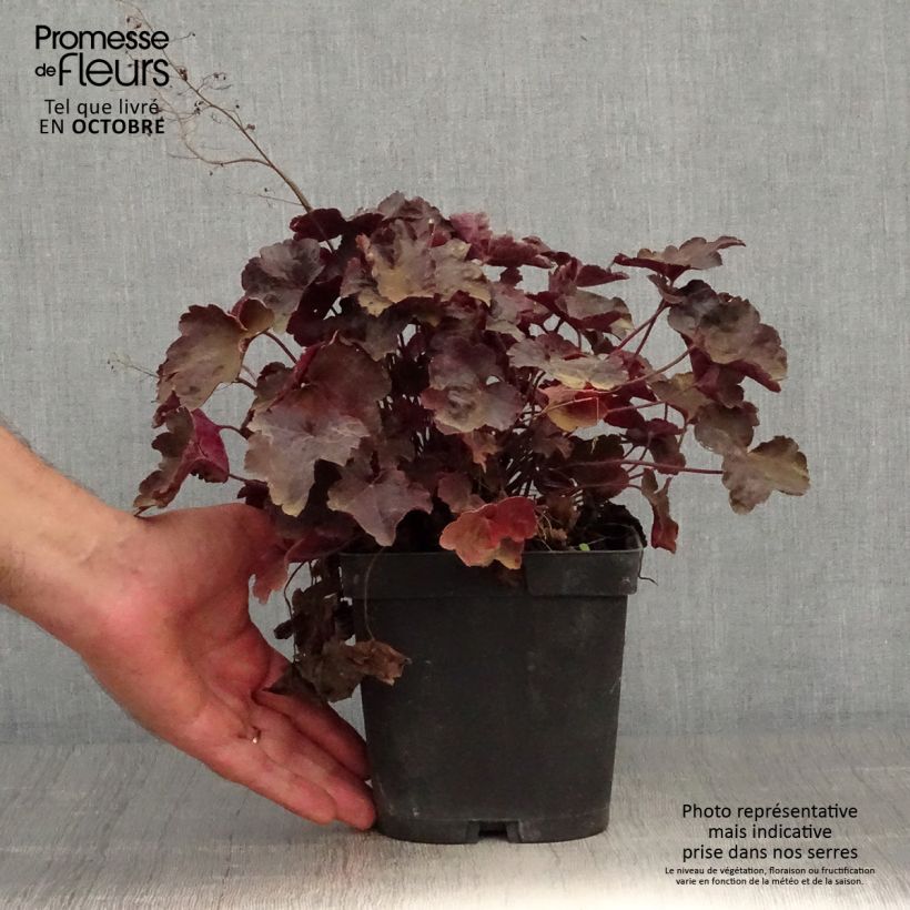 Example of Heuchera Blackout - Purpurglöckchen Topf mit 2L/3L as you get in automne