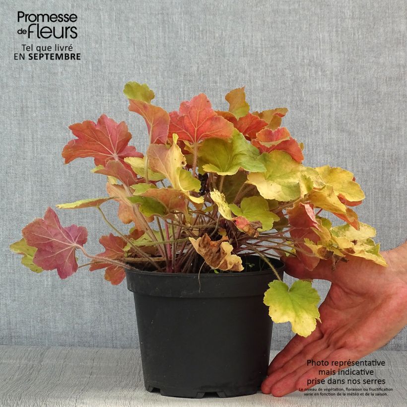 Example of Heuchera Caramel - Purpurglöckchen Topf mit 2L/3L as you get in ete