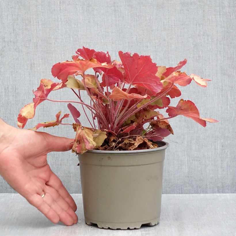 Exemplar von Heuchera Caramel - Purpurglöckchen Topf mit 2L/3L wie im Herbst geliefert