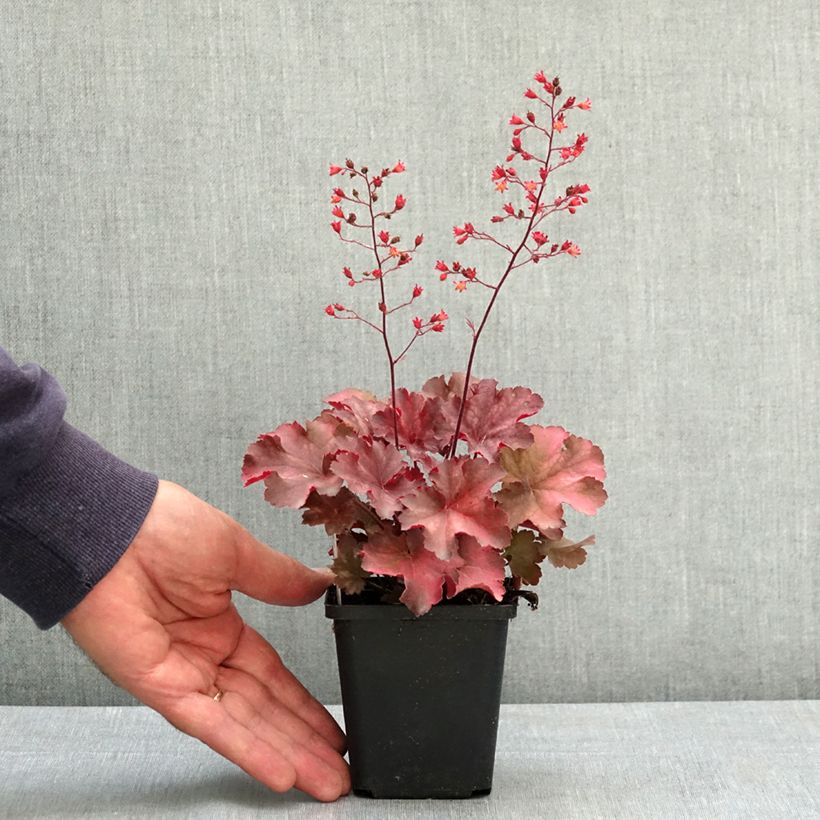 Exemplar von Heuchère - Heuchera Cherry Cola Godet de 8/9 cm wie im Sommer geliefert